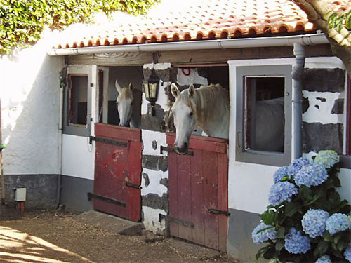  Horses 